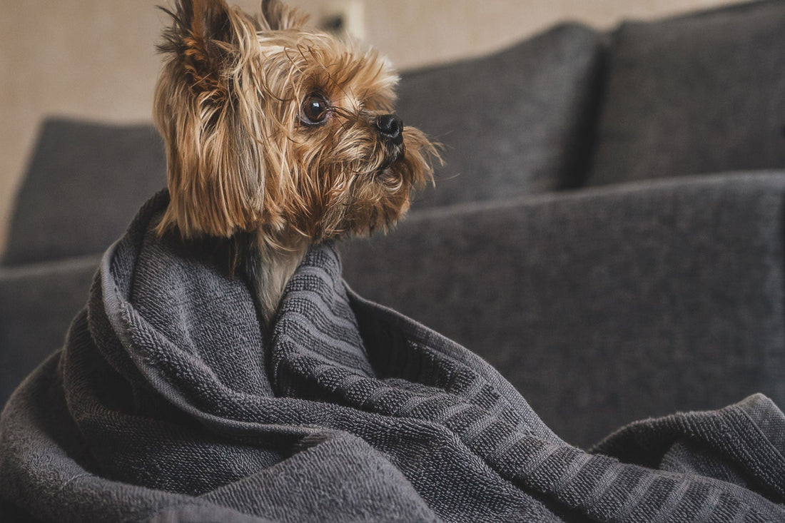 Puppy with a towel right after bath