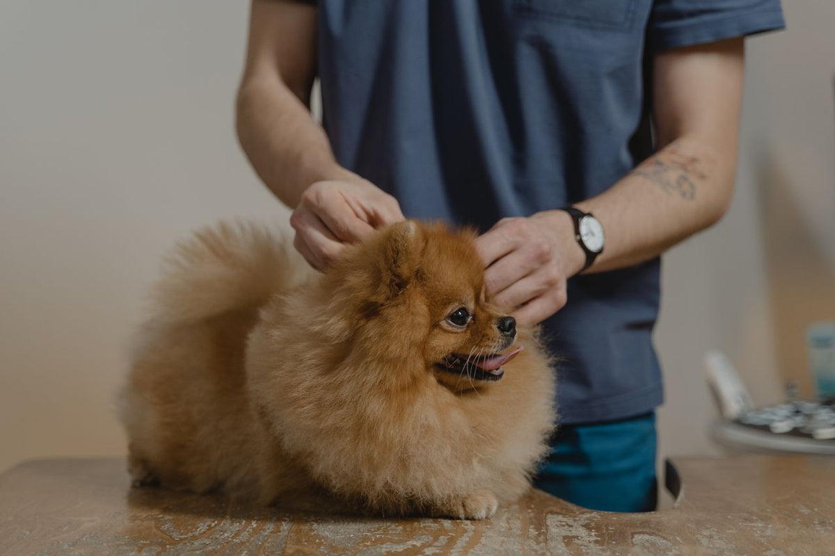 Pet owner looking to get rid of ticks on dog