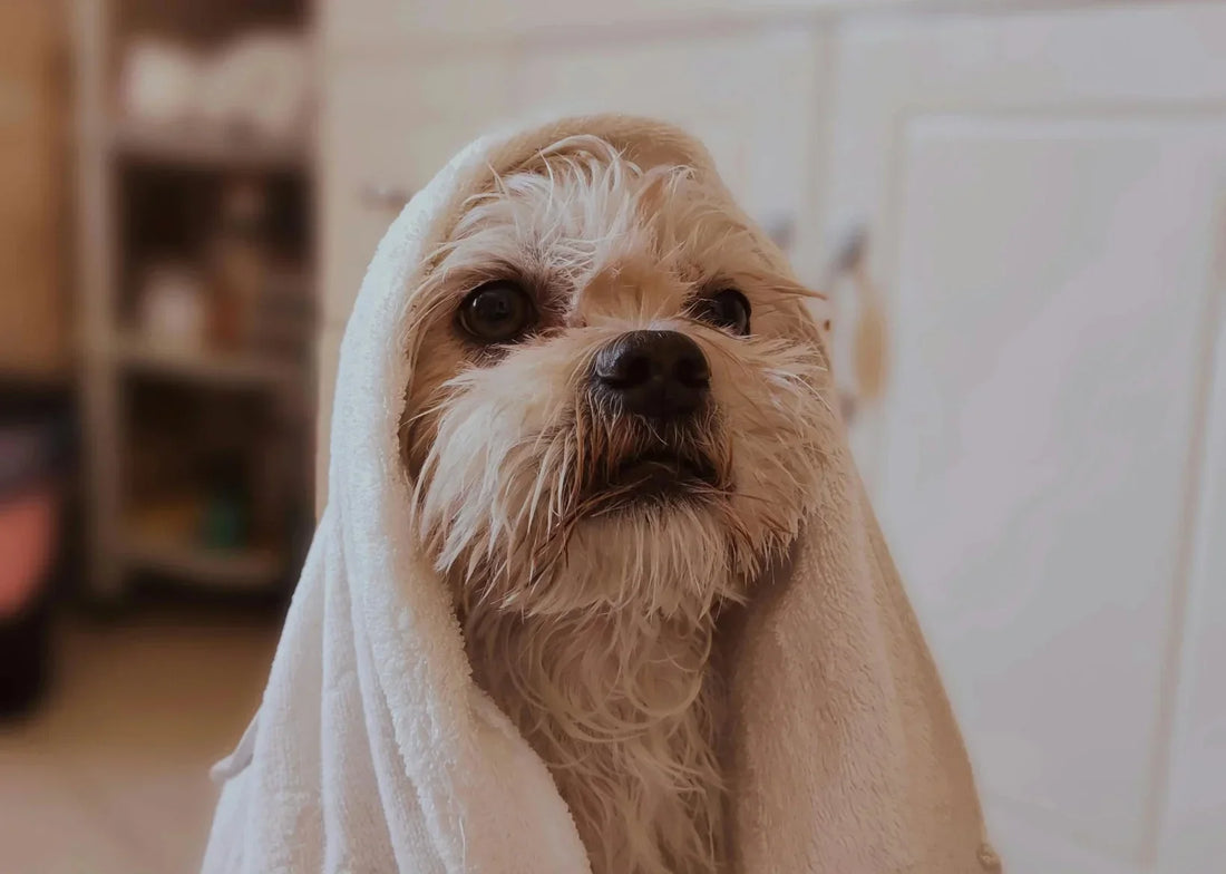 How to Keep Your Dog Clean in Between Baths