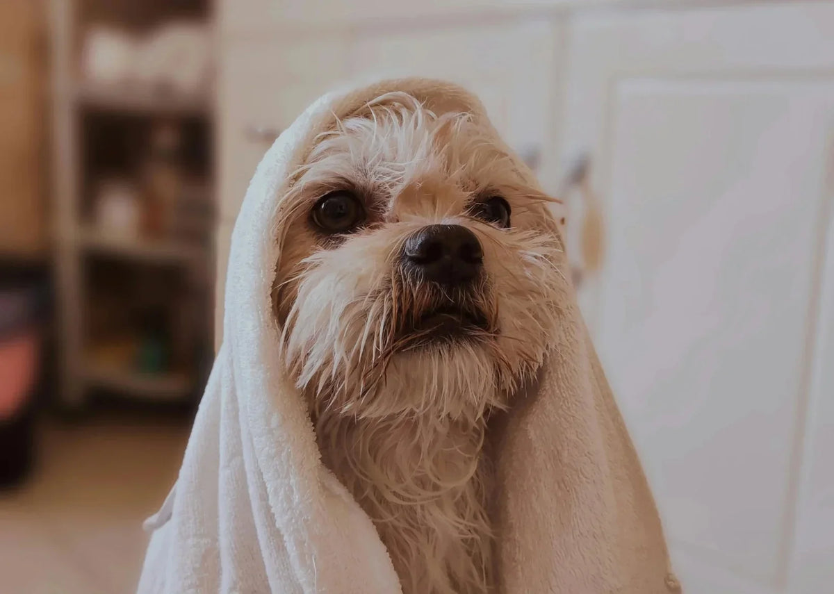 How to Keep Your Dog Clean in Between Baths