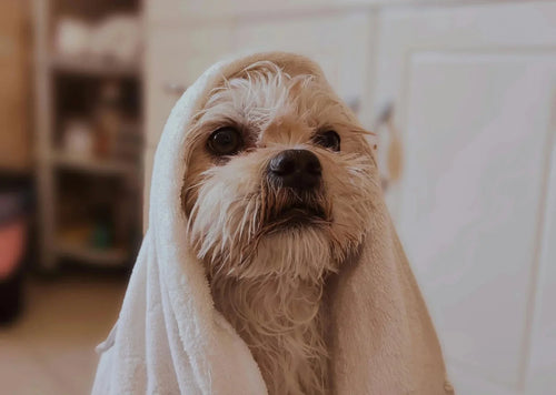 How to Keep Your Dog Clean in Between Baths