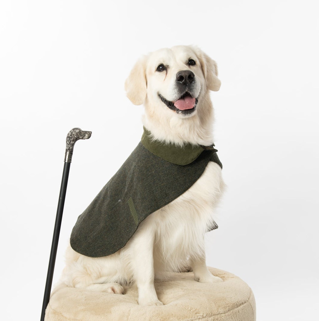 Happy Dog on an ottoman