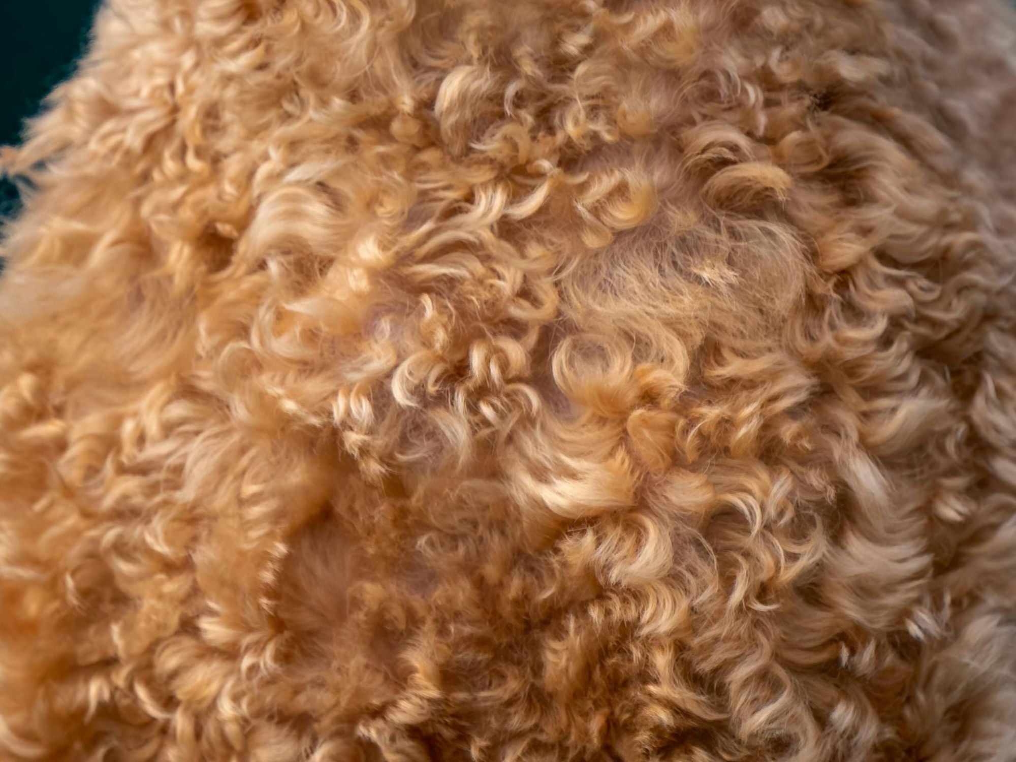 Close-up of a fluffy, light brown dog's fur