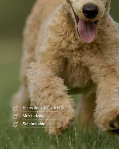 Flea & Tick Spray