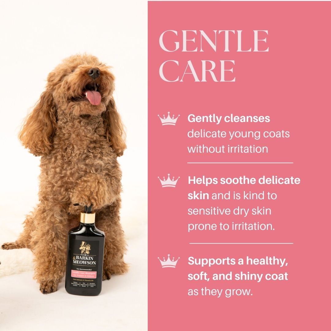 Dog standing next to a bottle of Johnson's Baby Shampoo with text about gentle care on a pink background