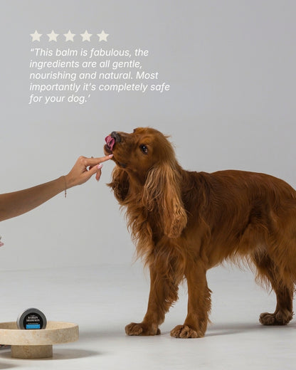 Hydrating Paw & Nose Balm
