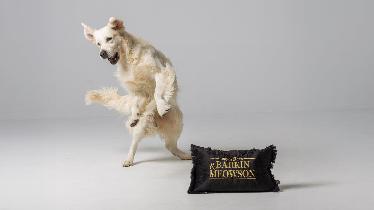 All Pet Care