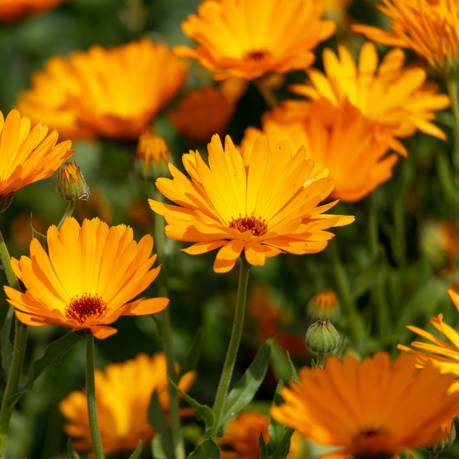 Calendula Extract