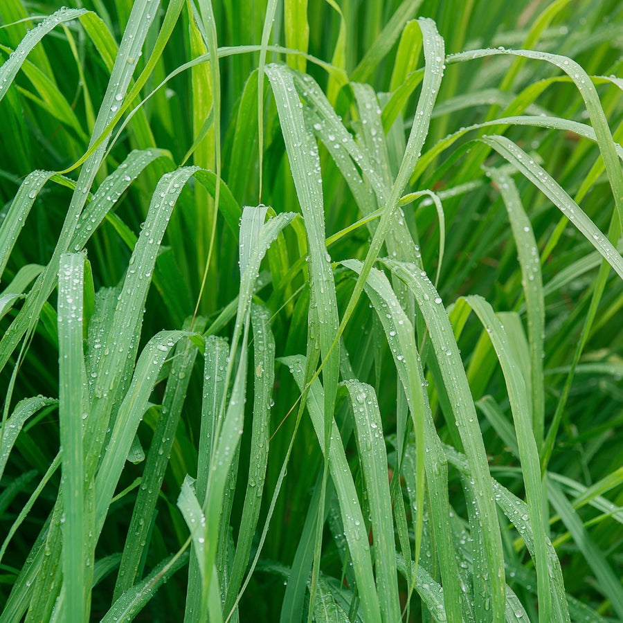 Citronella & Geranium