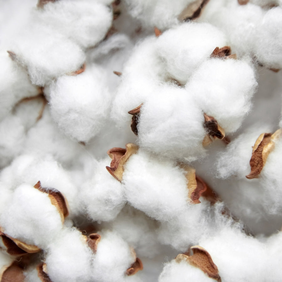 Cotton Seed Oil