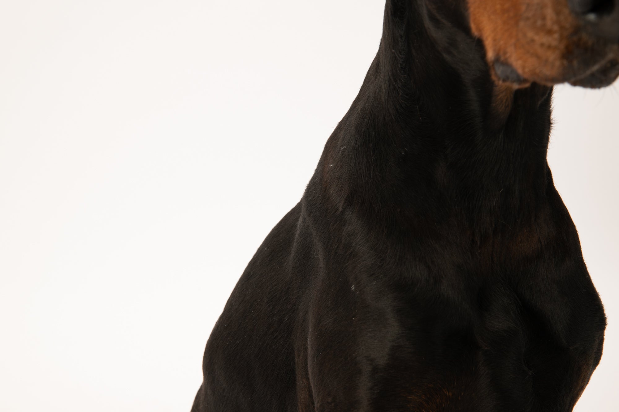 Black dog with a brown nose on a white background