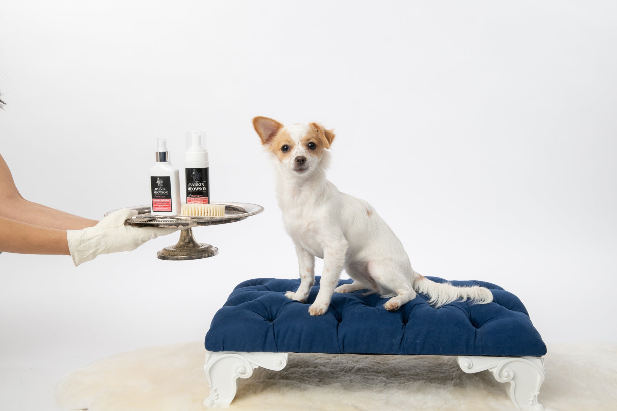 Dog sitting on a blue pet bed with a person holding pet care products in the background.