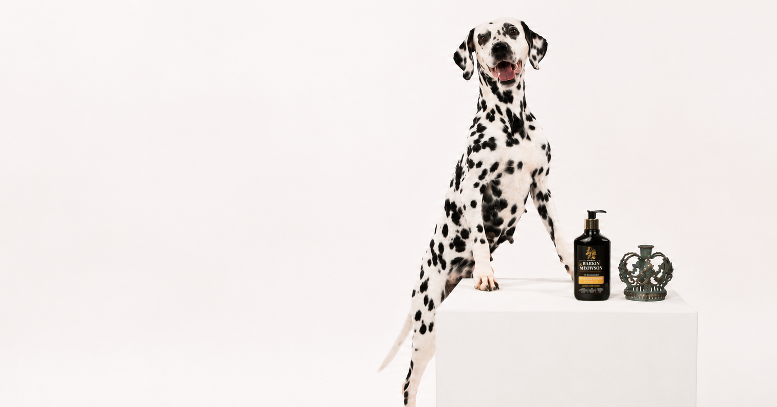Dalmatian dog standing next to a bottle and a jar on a white background