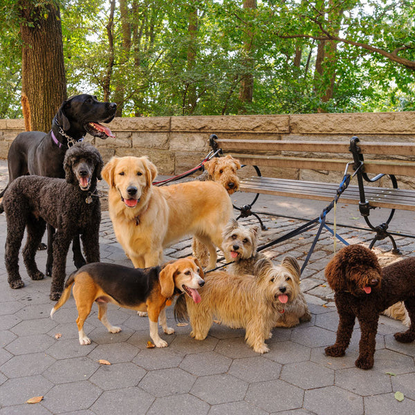 Group of dogs standing together on a paved area with trees in the background