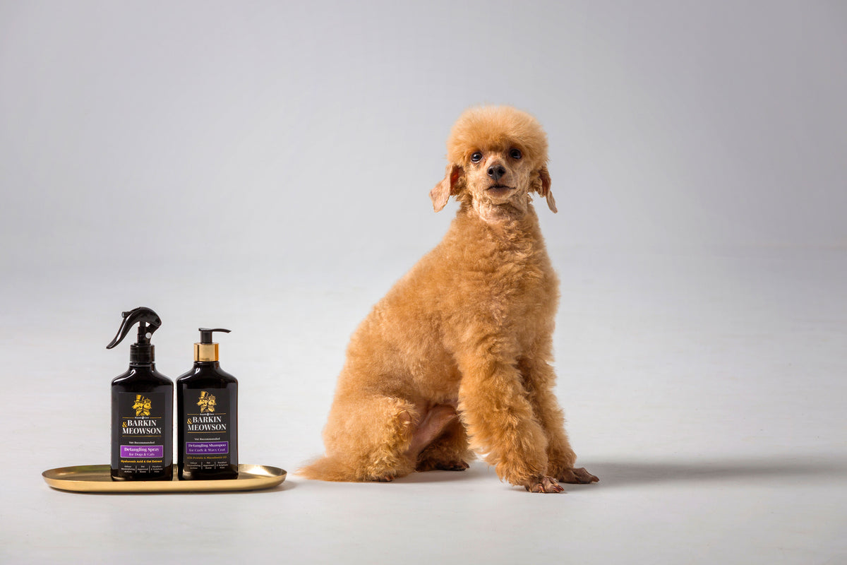A small golden poodle sits on a light gray studio background next to two bottles of Barkin&Meowson Pet shampoo on a gold tray. The bottles are dark with purple labels and gold lettering.