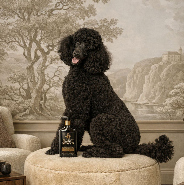 Black poodle sitting on a beige ottoman with a bottle of Barkin & Meowson Shampoo in a room with decorative wallpaper.