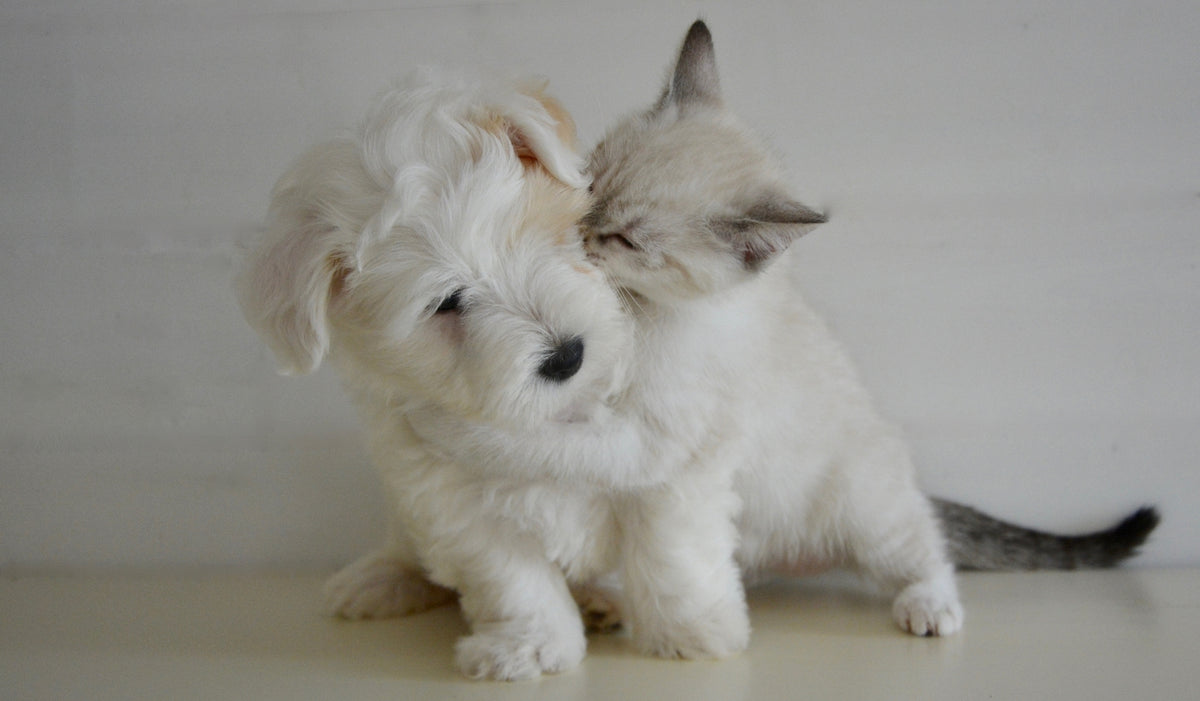 Puppies & Kittens (3m+)
