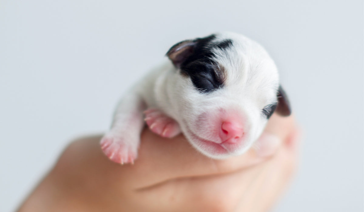 Sensitive Skin & Newborns
