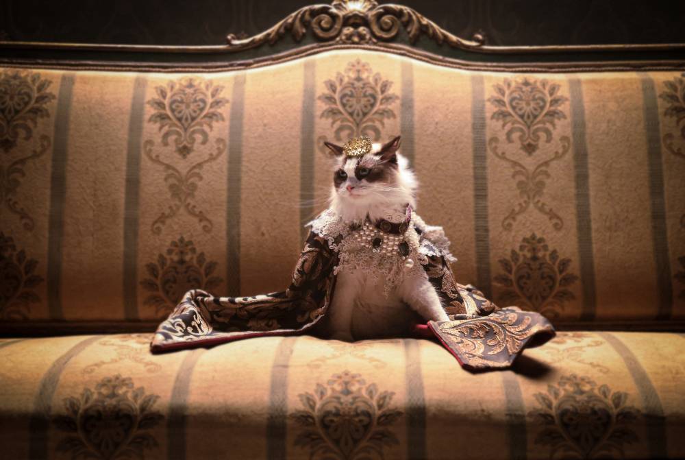 a cat wearing a crown sitting on a couch