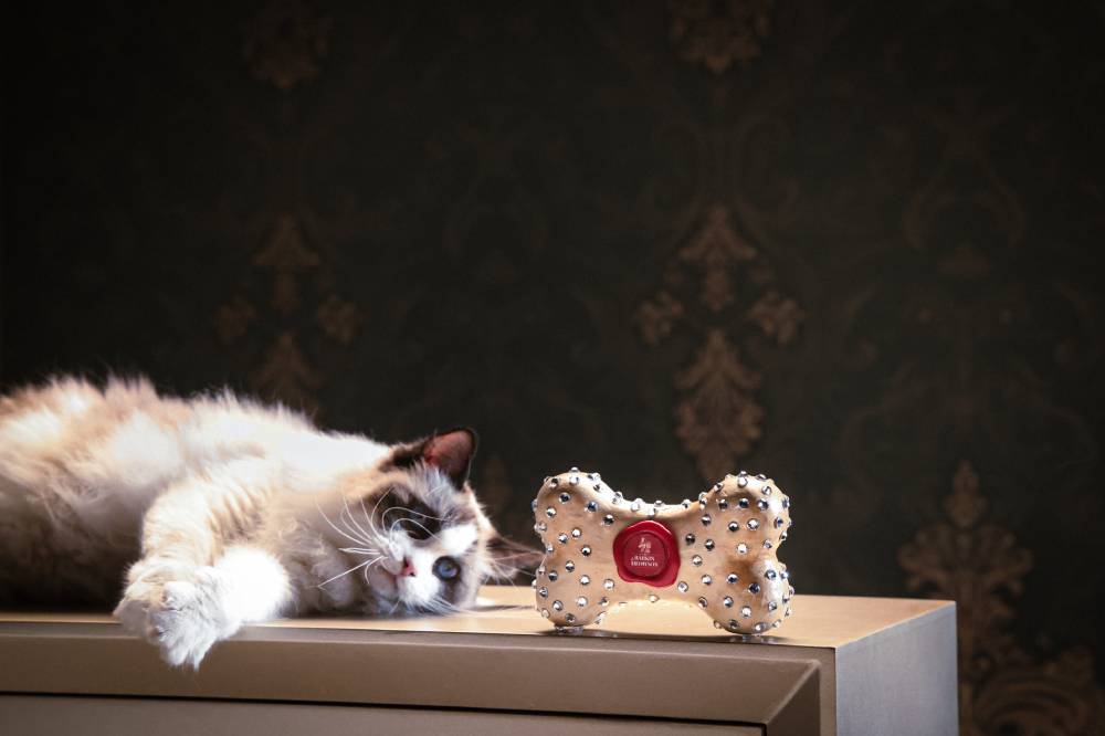 a cat lying on a table