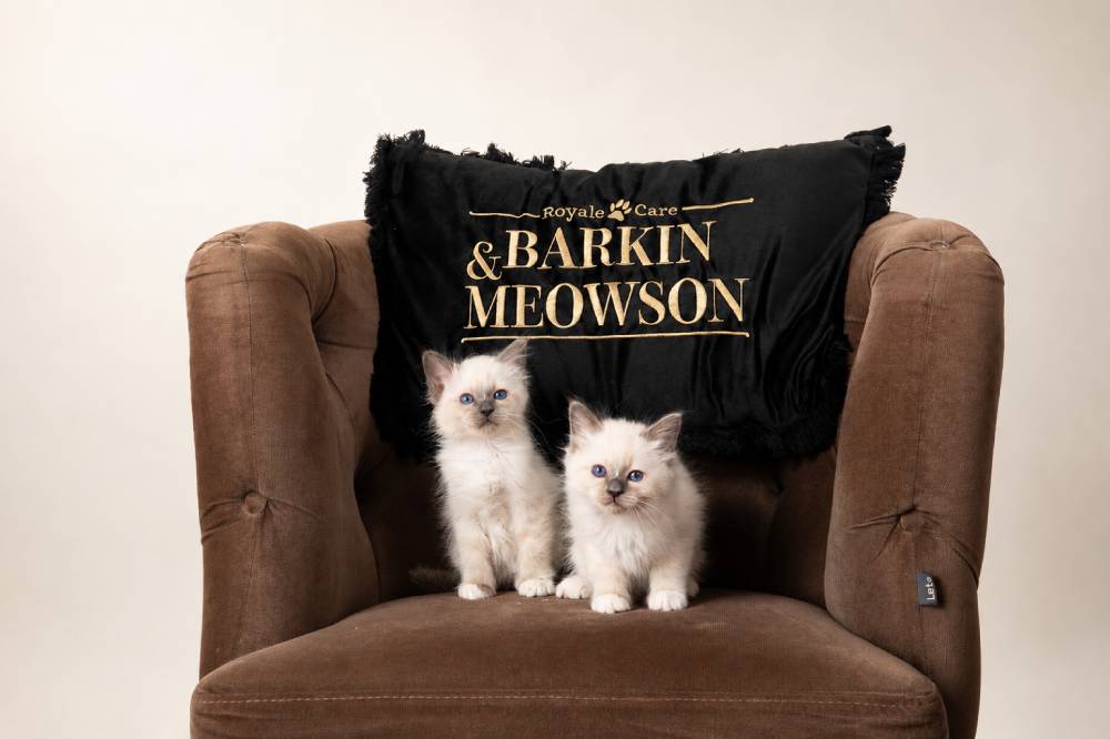 Two cats who used grooming products