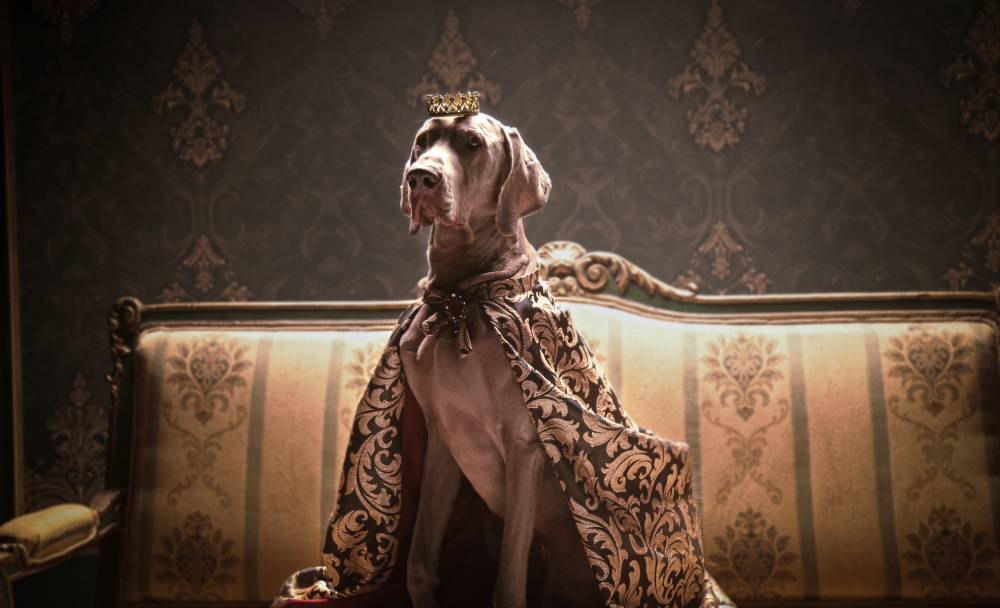 a dog with a crown and cape