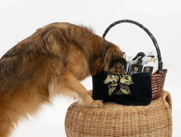 Dog sniffing a basket of Barkin & Meowson pet bath spray and no rinse dog shampoo products.