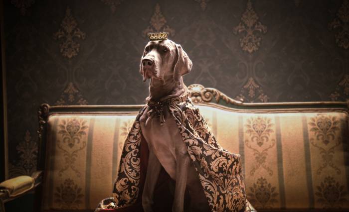 dog sitting on a couch with a crown and cape