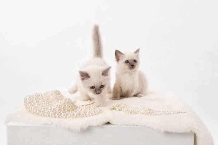 Two kittens on a soft blanket with a woven grooming mitt, representing gentle paw and nose balm care for cats.