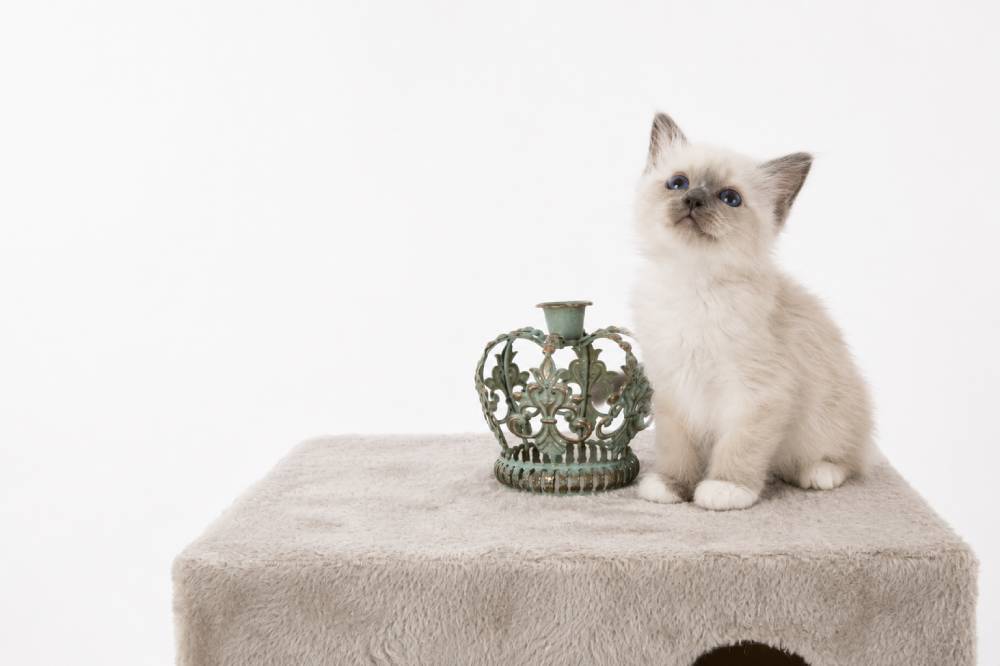 premium cat grooming products for regal feline